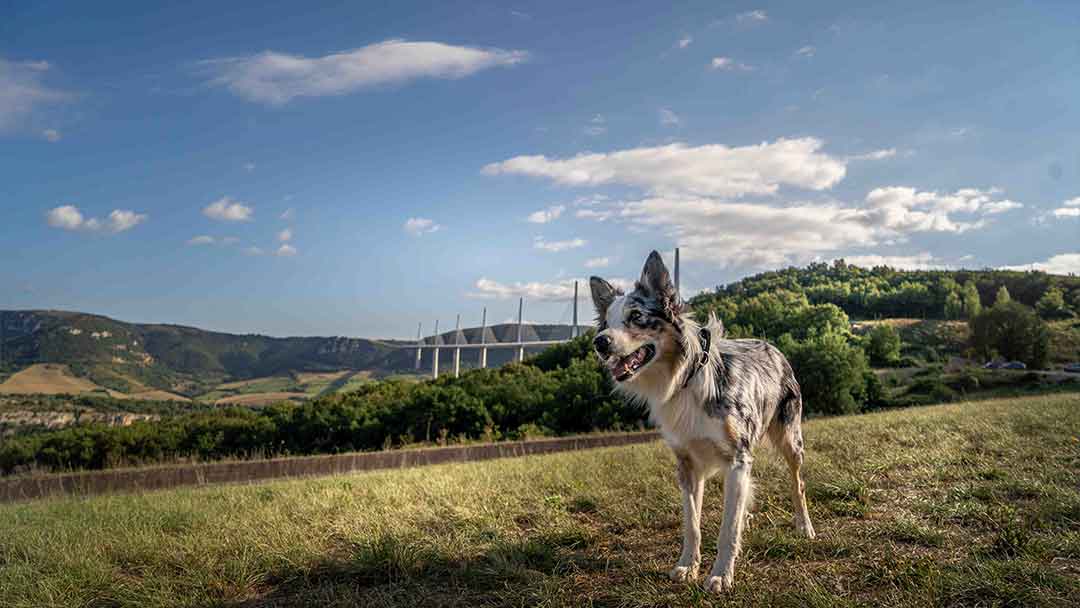 CONSEILS-POUR-VACANCES-CHIEN